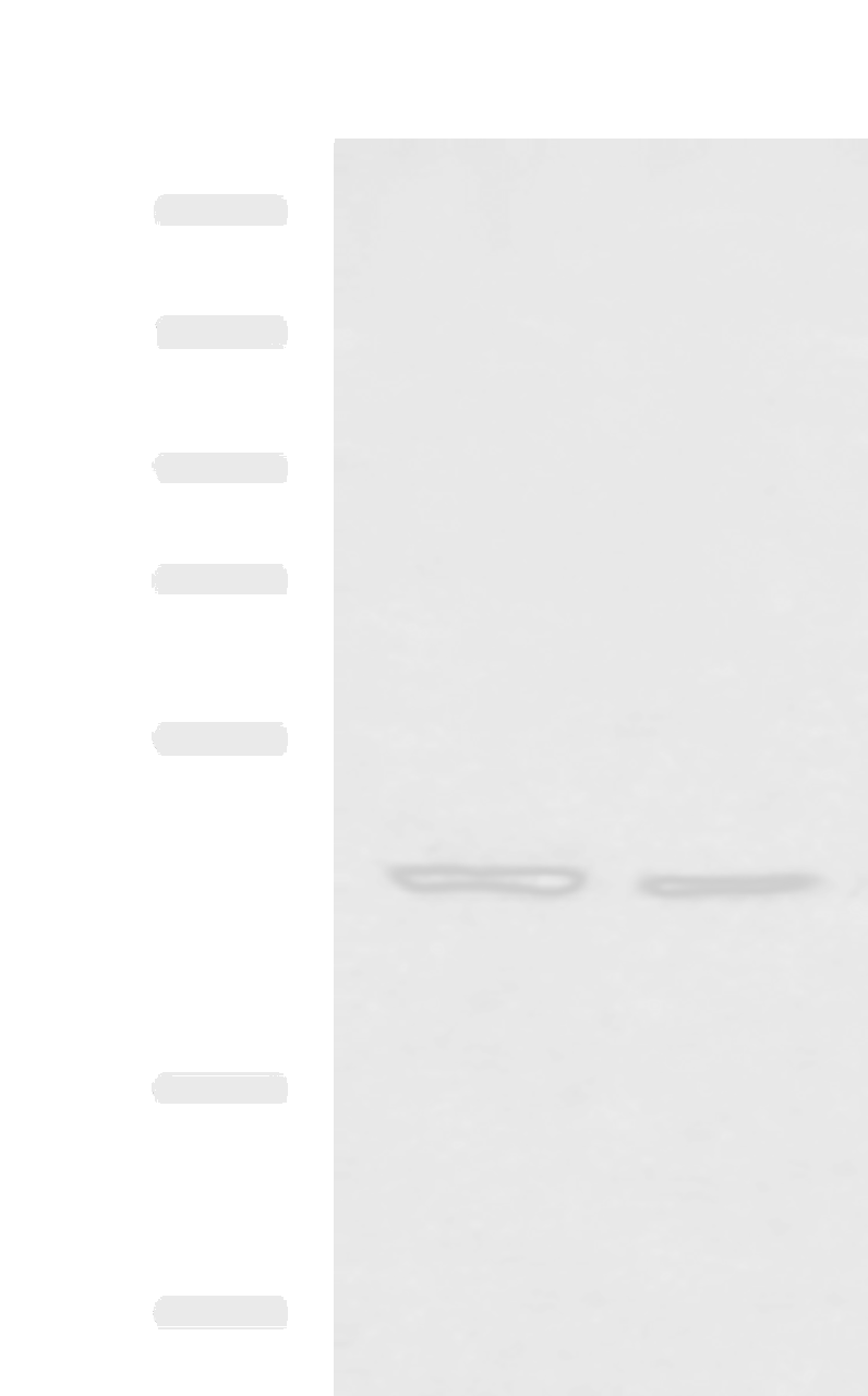 Western blot analysis of K562 and HT-29 cell lysates  using LFNG Polyclonal Antibody at dilution of 1:900