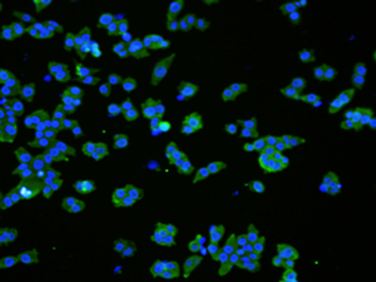 Immunofluorescence analysIs ofNCCIT cell using VMA21 Polyclonal Antibody at dilution of 1:50