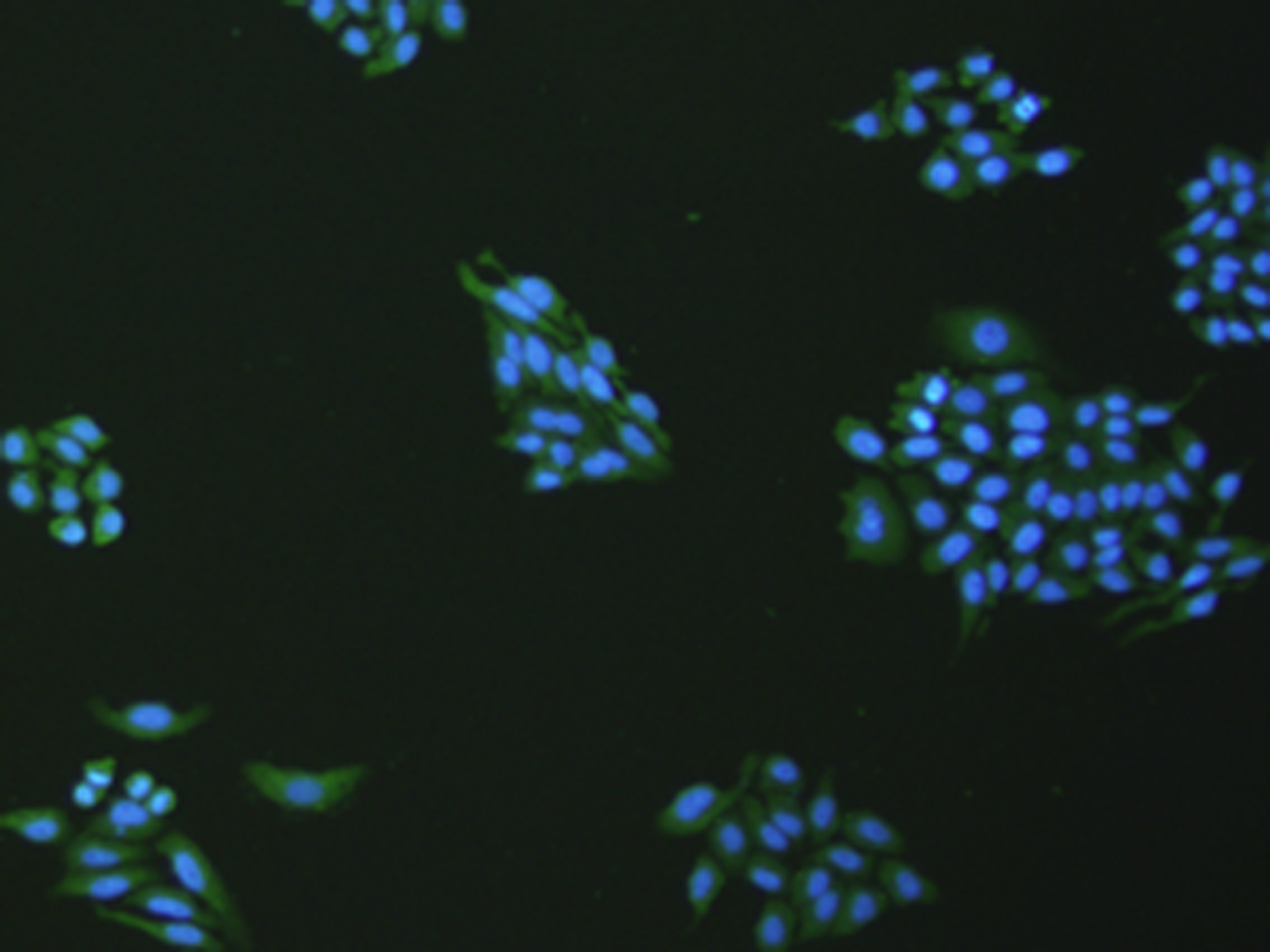 Immunofluorescence analysis of hepG2 cell  using VNN1 Polyclonal Antibody at dilution of 1:100