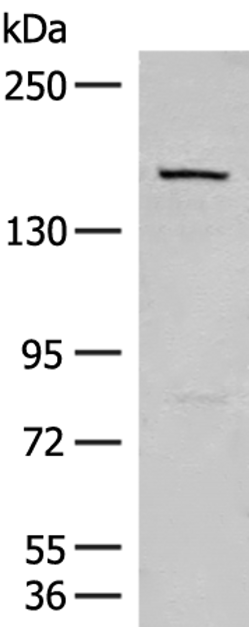 Western blot analysis of 293T cell lysate  using LEPR Polyclonal Antibody at dilution of 1:250