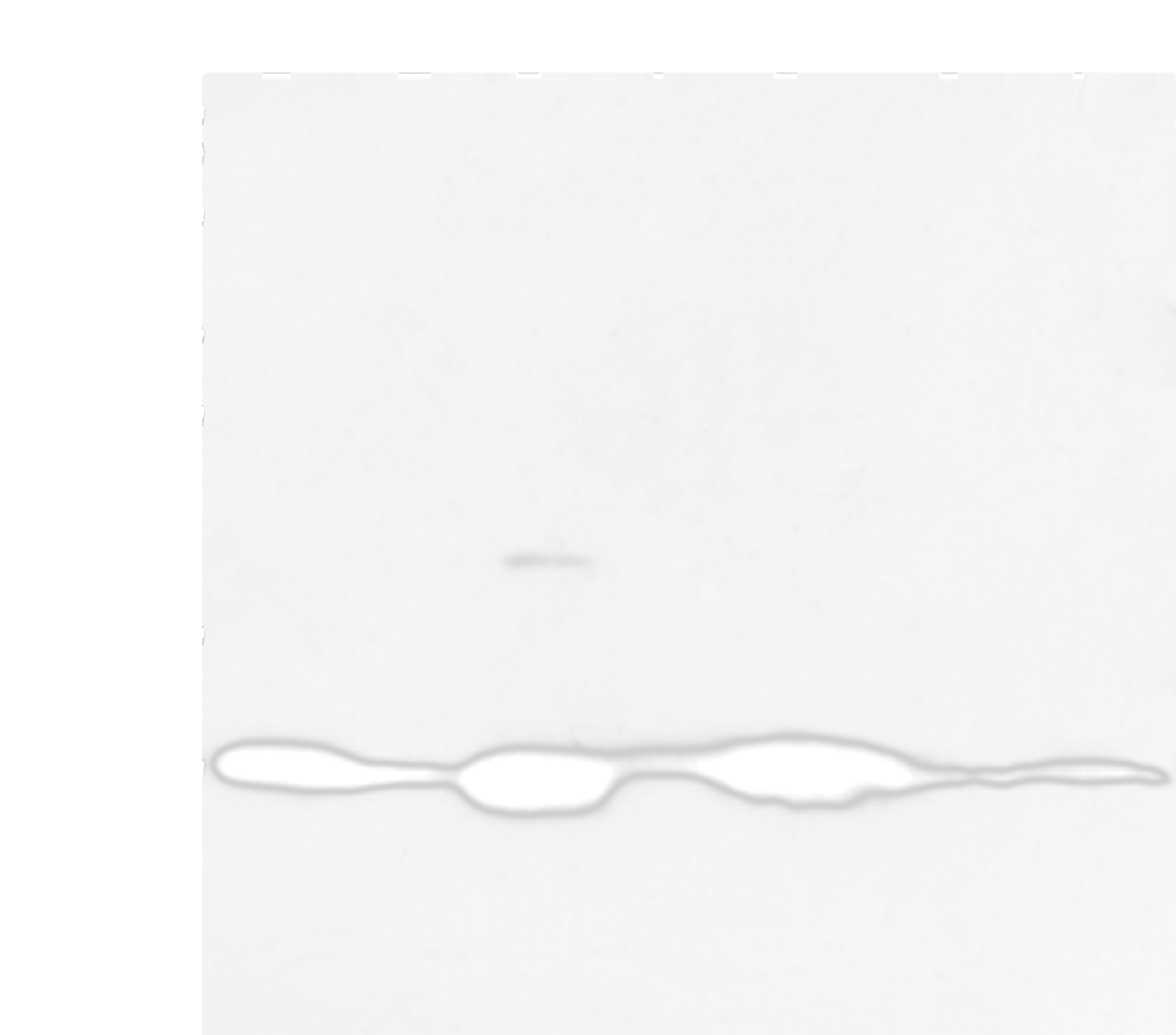 Western blot analysis of Mouse muscle and human fetal muscle tissue mouse heart tissue and PC3 cell mouse kidney and small intestines tissue 231 cell  using COX7C Polyclonal Antibody at dilution of 1:300