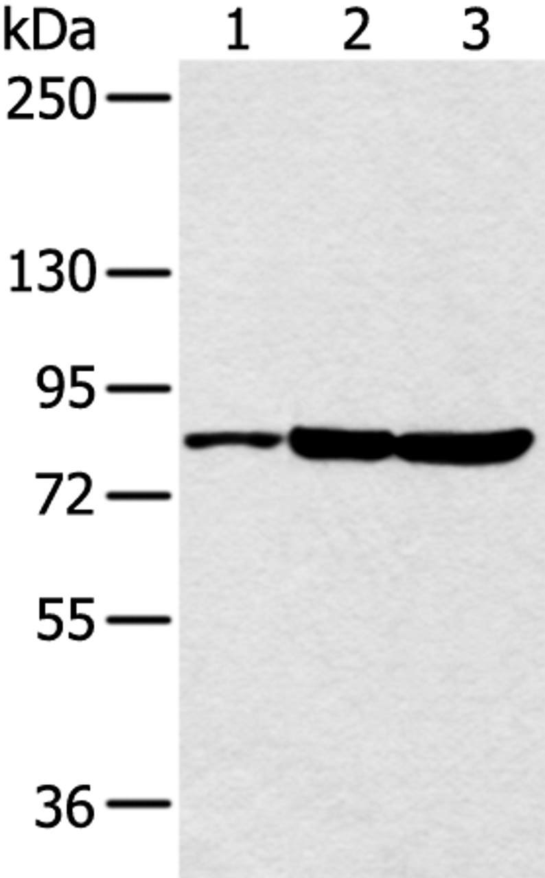 Western blot analysis of 293T cell  using CCNT2 Polyclonal Antibody at dilution of 1:250