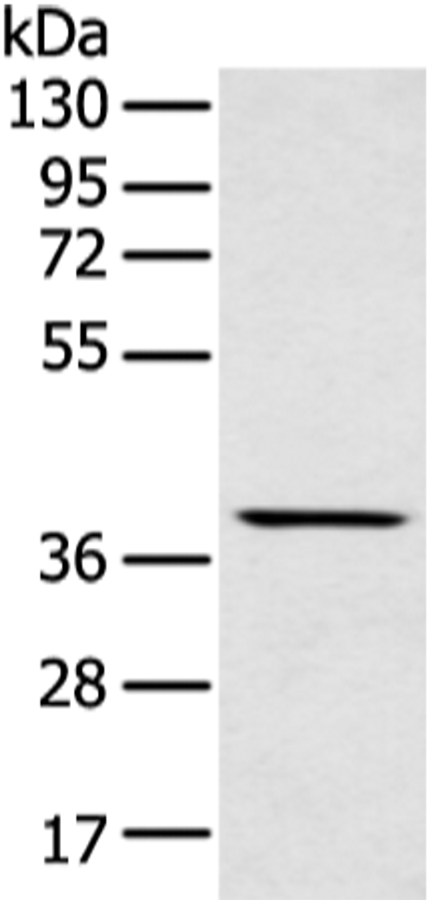 Western blot analysis of Mouse muscle tissue  using MAFA Polyclonal Antibody at dilution of 1:400