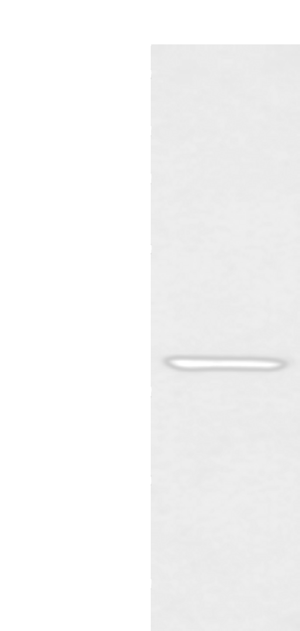 Western blot analysis of Mouse muscle tissue  using MAFA Polyclonal Antibody at dilution of 1:400