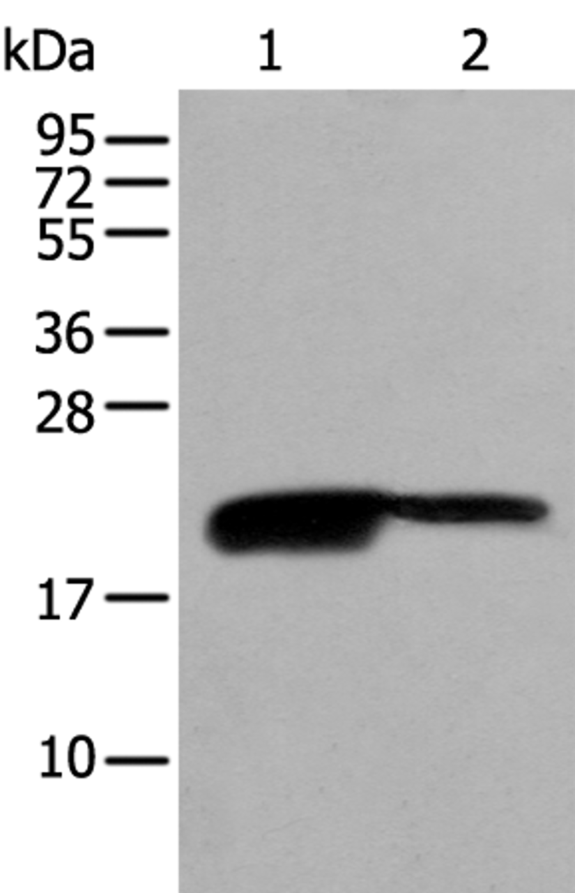 Western blot analysis of RAW264.7 and K562 cell lysates  using BRI3BP Polyclonal Antibody at dilution of 1:500