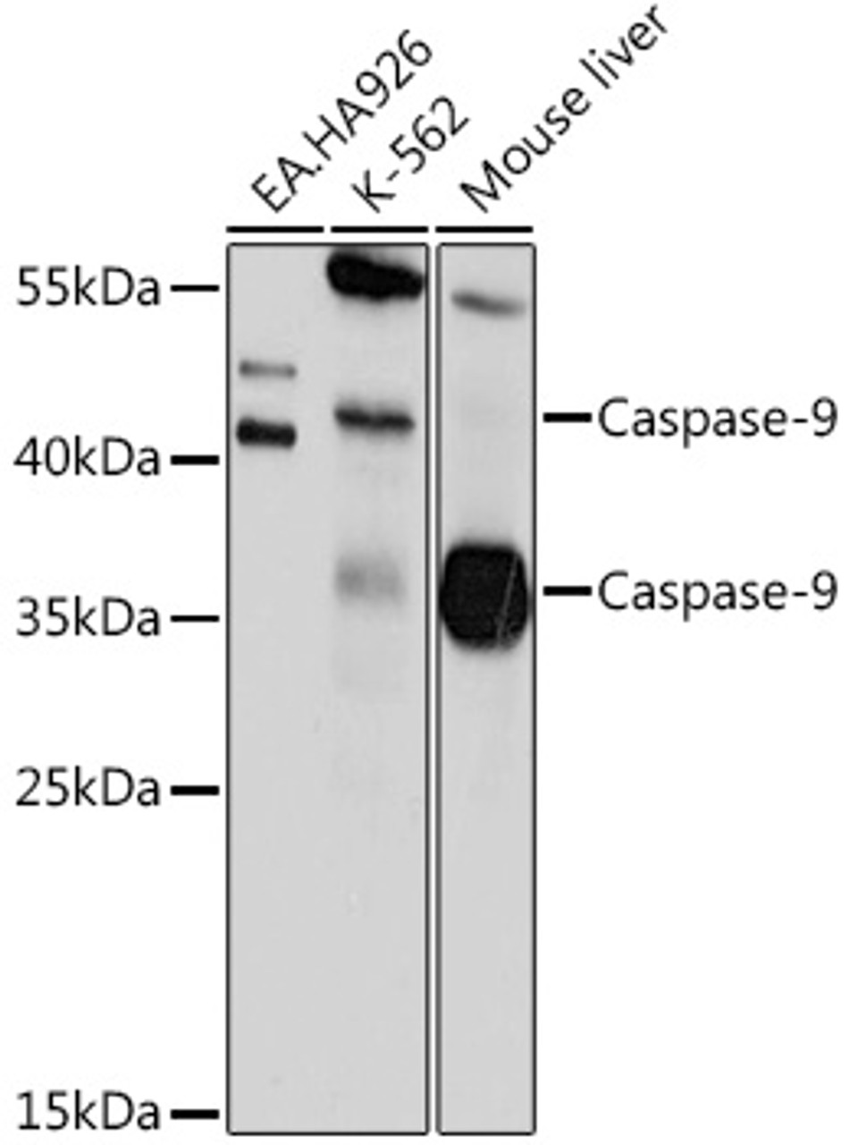 Western blot analysis of extracts of various cell lines using Caspase-9 Polyclonal Antibody at dilution of 1:1000.