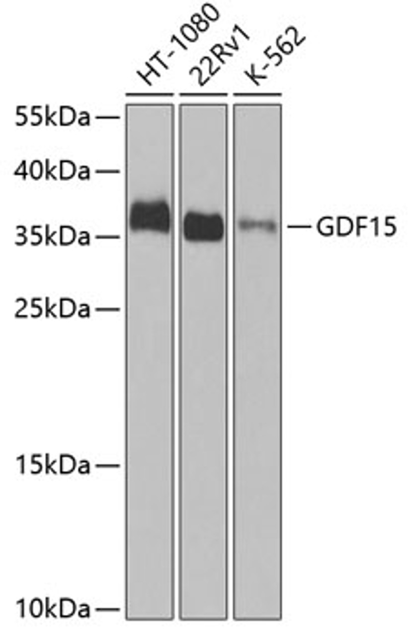 Western blot analysis of extracts of various cell lines using GDF15 Polyclonal Antibody at dilution of 1:1000.