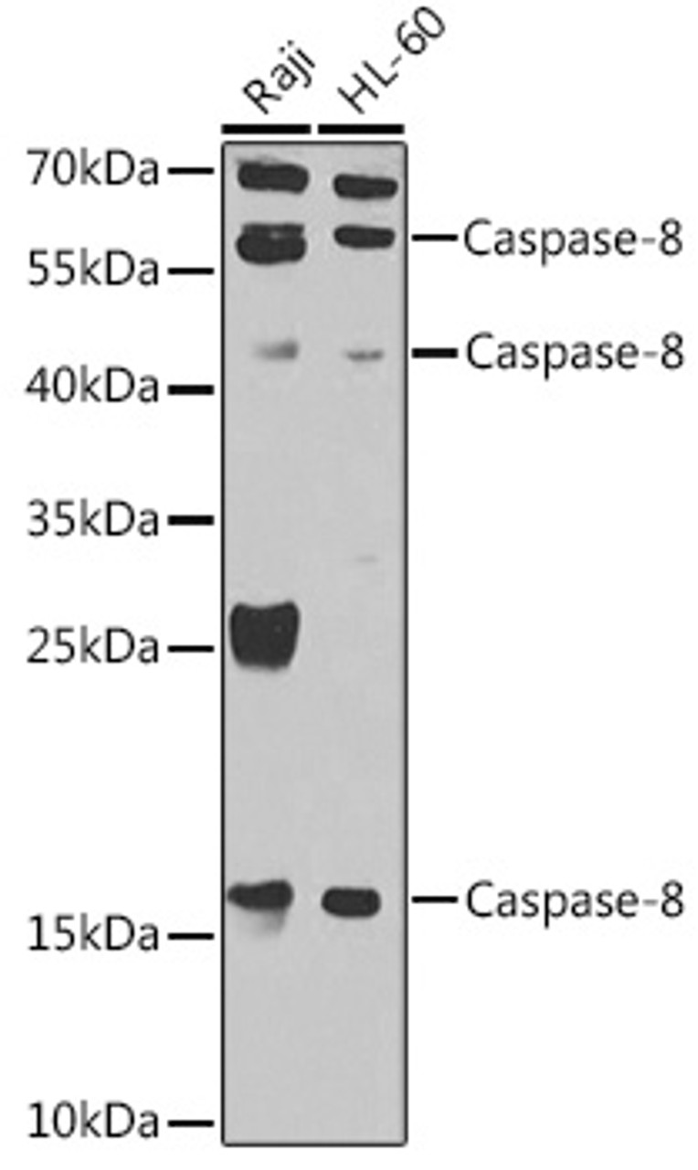 Western blot analysis of extracts of various cell lines using Caspase-8 Polyclonal Antibody at dilution of 1:1000.