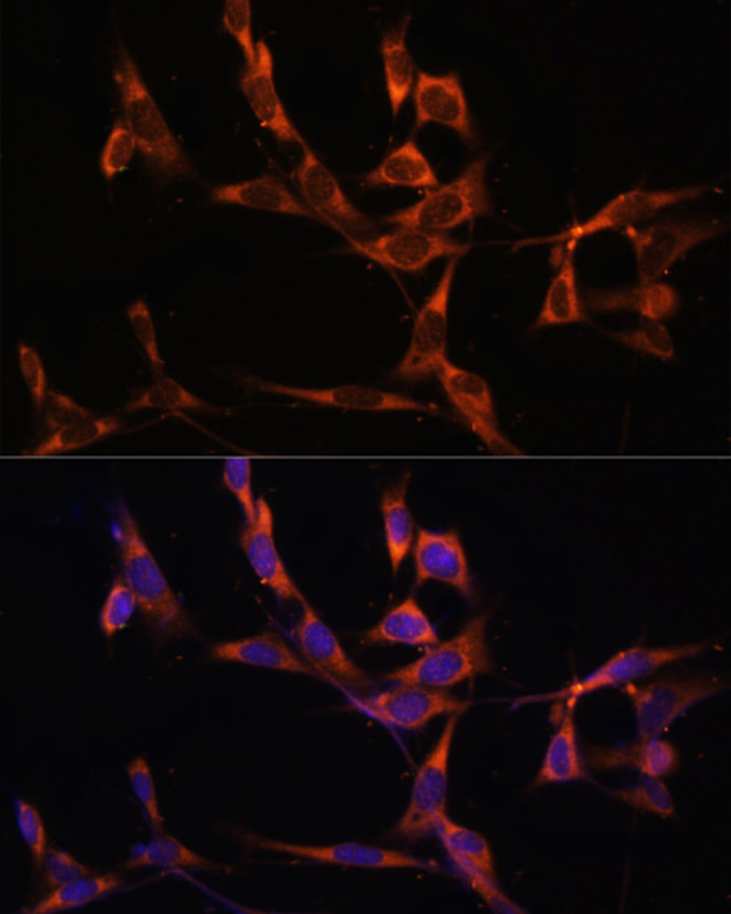Immunofluorescence analysis of NIH/3T3 cells using Caspase-8 Polyclonal Antibody at dilution of  1:100. Blue: DAPI for nuclear staining.