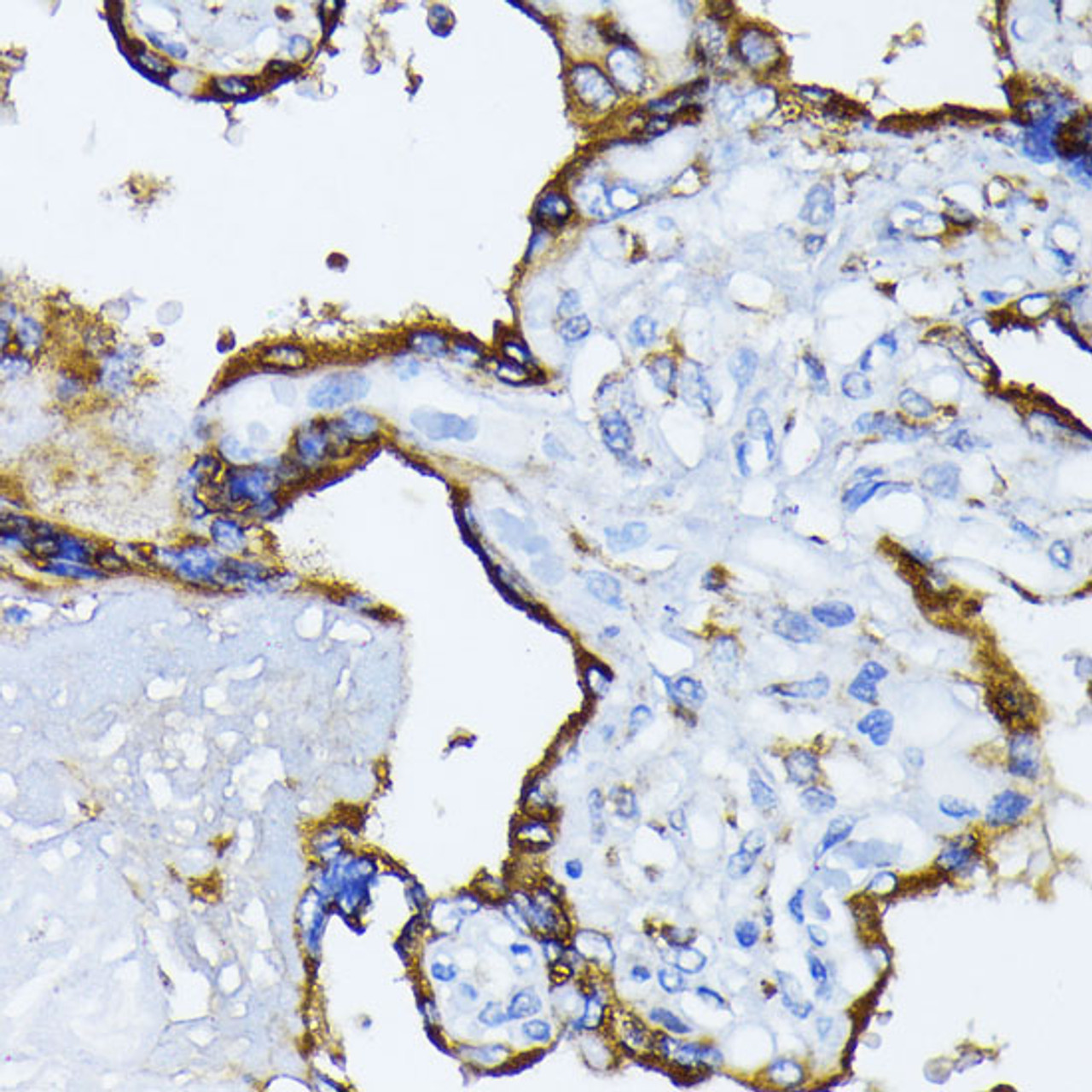 Immunohistochemistry of paraffin-embedded Human placenta using GRP78 / BiP Polyclonal Antibody at dilution of  1:100 (40x lens).
