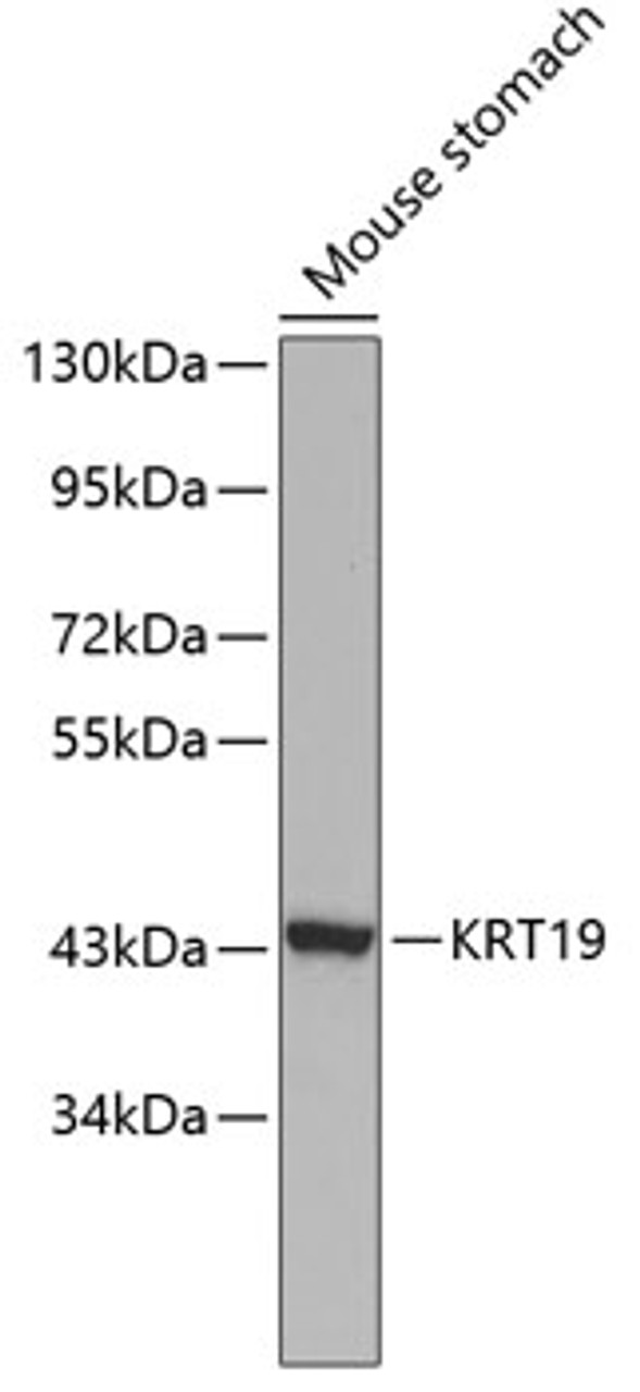 Western blot analysis of extracts of Mouse stomach using KRT19 Polyclonal Antibody at dilution of 1:1000.