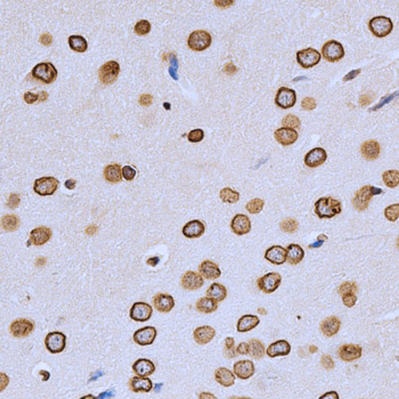 Immunohistochemistry of paraffin-embedded Rat brain using Lamin A/C Polyclonal Antibody at dilution of  1:200 (40x lens).