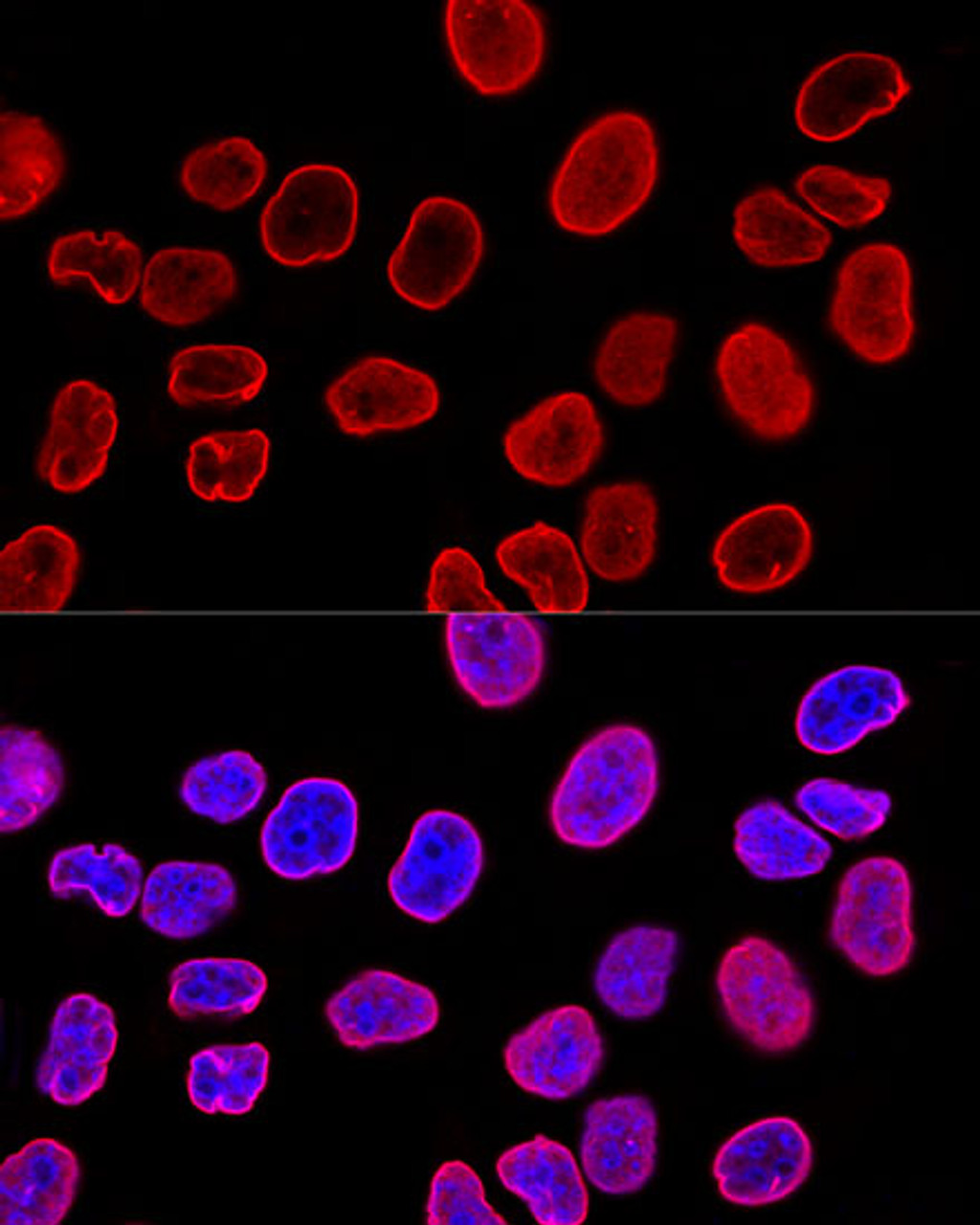 Confocal immunofluorescence analysis of HeLa cells using Lamin A/C Polyclonal Antibody at dilution of  1:200. Blue: DAPI for nuclear staining.