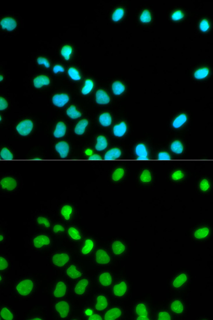 Immunofluorescence analysis of HeLa cells using Lamin A/C Polyclonal Antibody