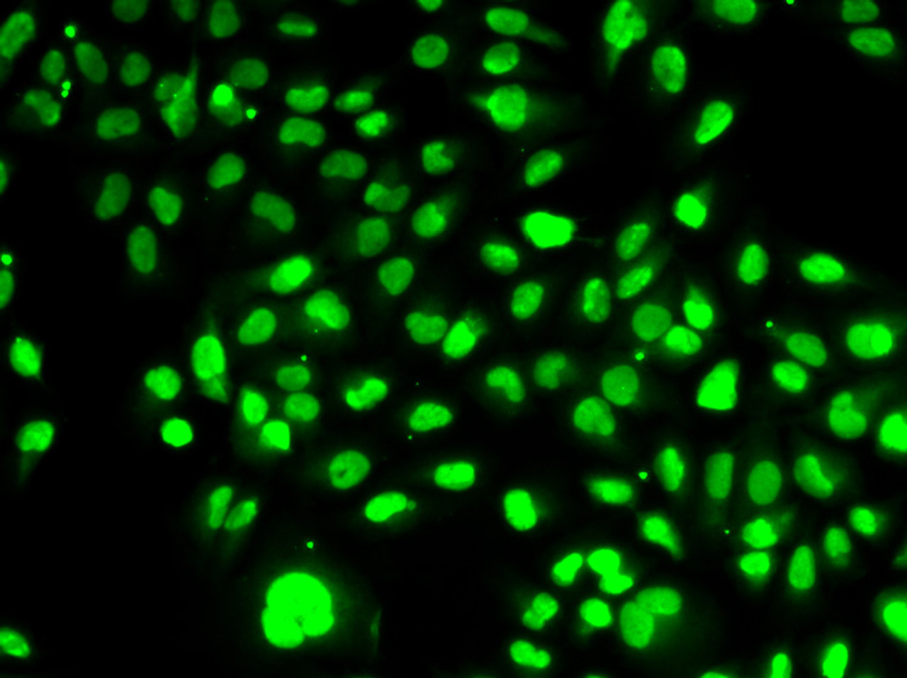 Immunofluorescence analysis of HeLa cells using PBEF / NAMPT Polyclonal Antibody