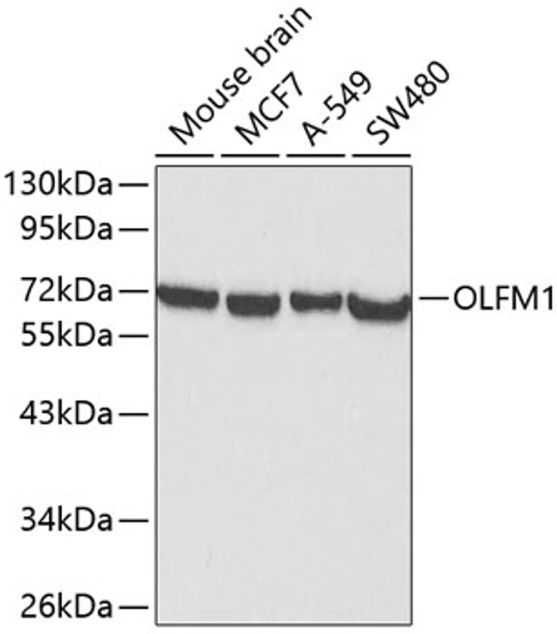 Western blot analysis of extracts of various cell lines using OLFM1 Polyclonal Antibody at dilution of 1:1000.