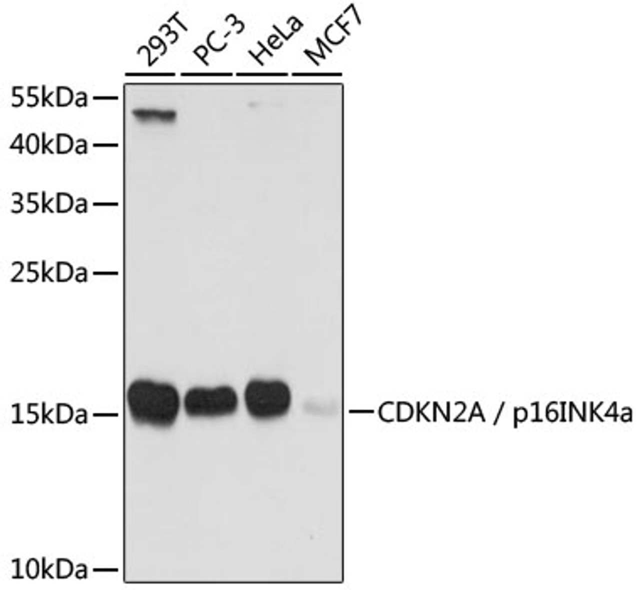 Western blot analysis of extracts of various cell lines using CDKN2A / p16INK4a Polyclonal Antibody at dilution of 1:1000.