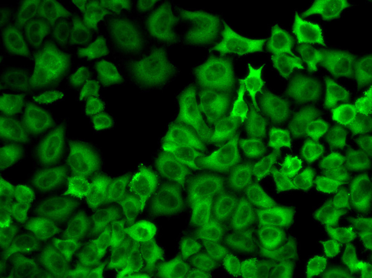 Immunofluorescence analysis of U2OS cells using HSP90AA1 Polyclonal Antibody