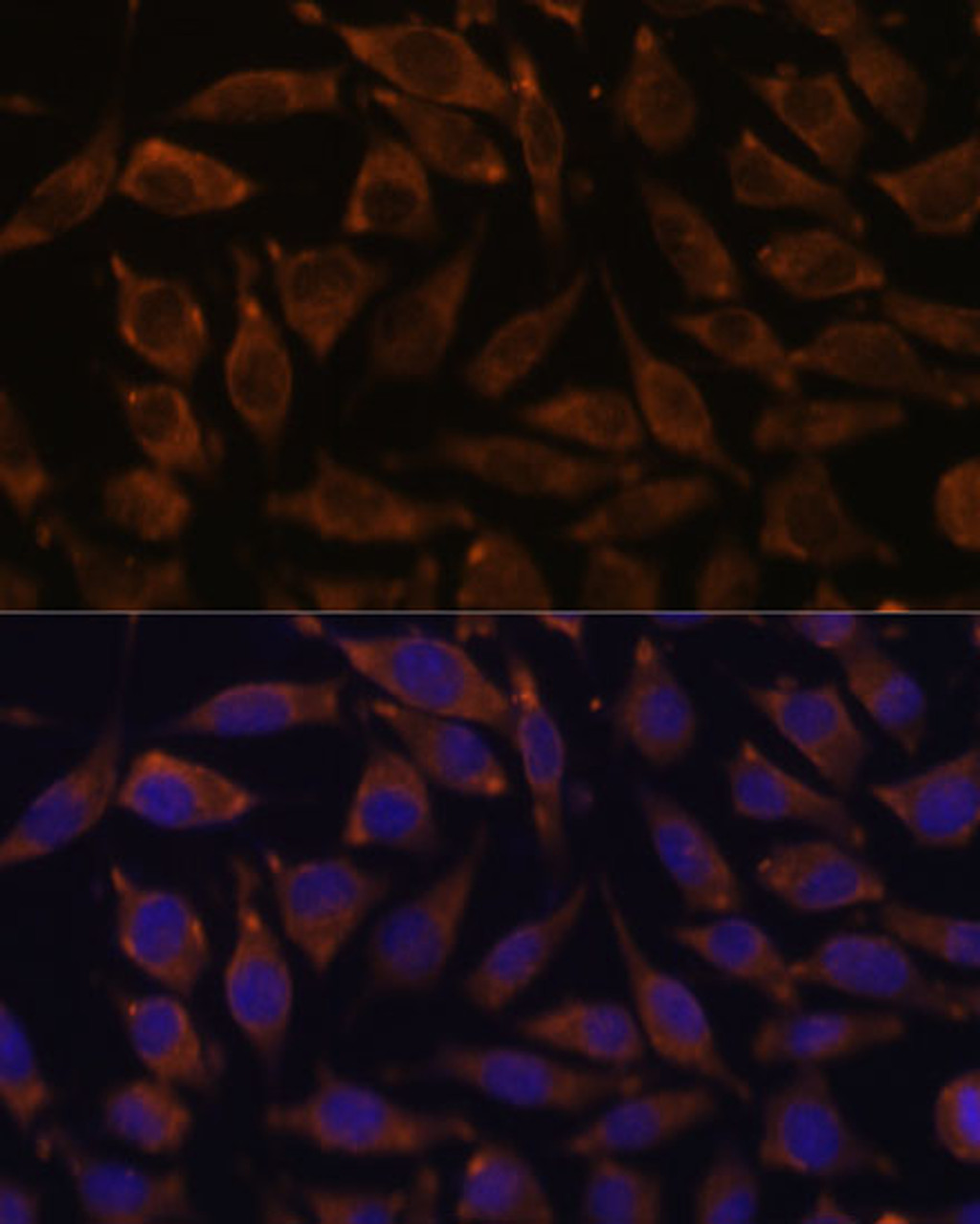 Immunofluorescence analysis of L929 cells using NOTCH2 Polyclonal Antibody at dilution of  1:100. Blue: DAPI for nuclear staining.