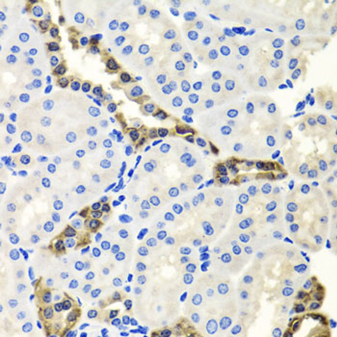 Immunohistochemistry of paraffin-embedded Mouse kidney using ENDOG Polyclonal Antibody at dilution of  1:100 (40x lens).