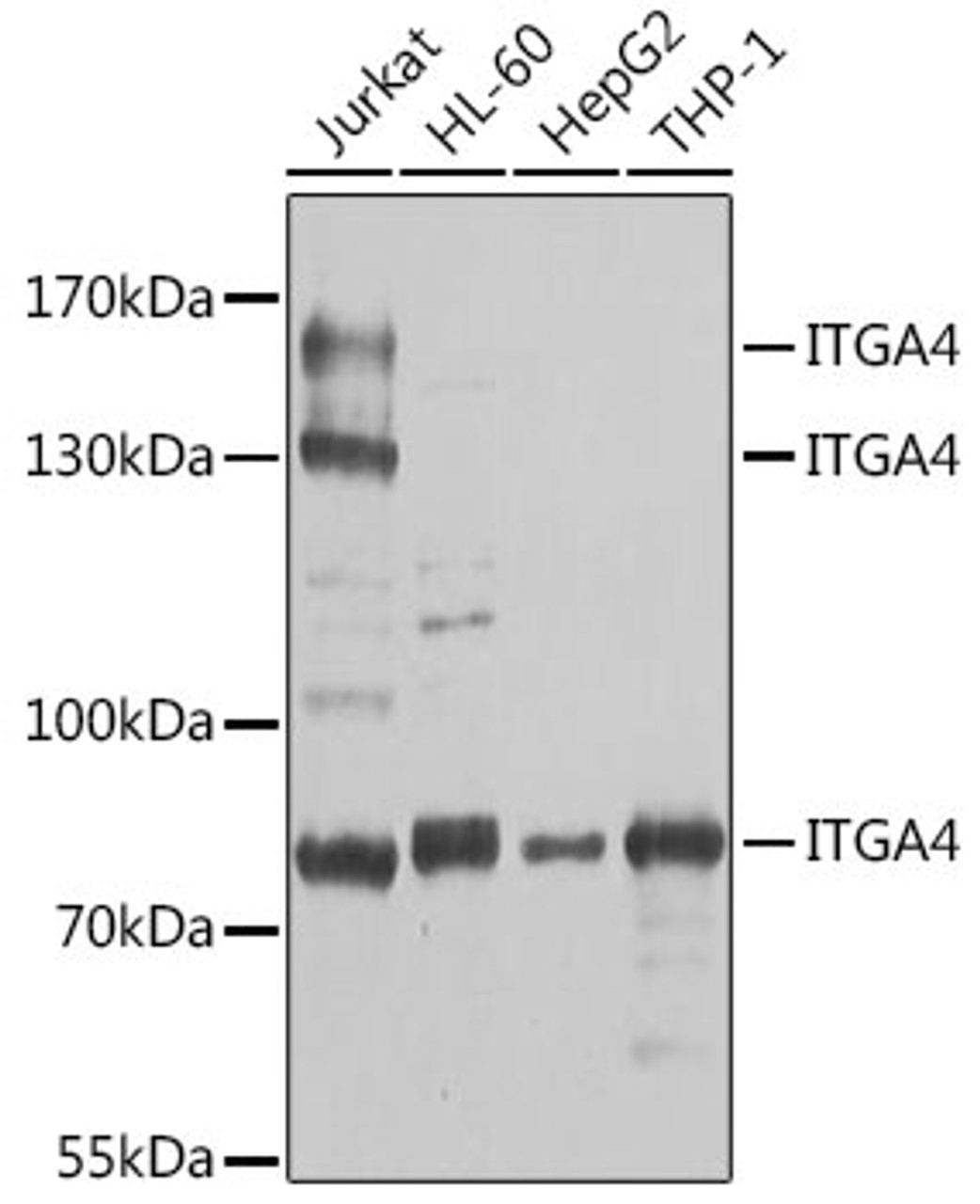 Western blot analysis of extracts of various cell lines using ITGA4 Polyclonal Antibody at dilution of 1:1000.
