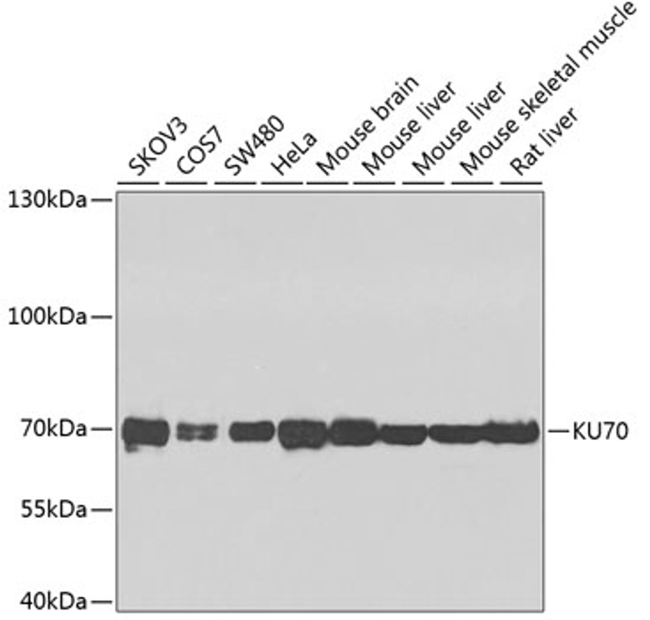 Western blot analysis of extracts of various cell lines using KU70 Polyclonal Antibody at dilution of 1:1000.