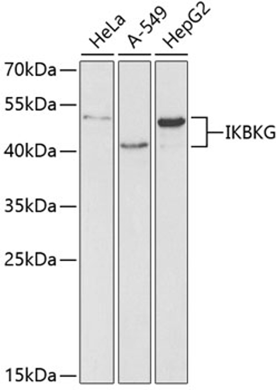 Western blot analysis of extracts of various cell lines using IKBKG Polyclonal Antibody at dilution of 1:1000.