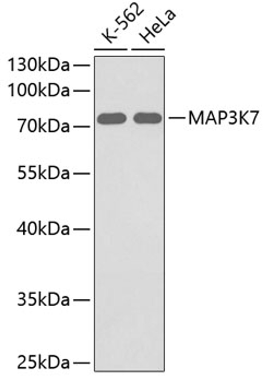 Western blot analysis of extracts of various cell lines using MAP3K7 Polyclonal Antibody.