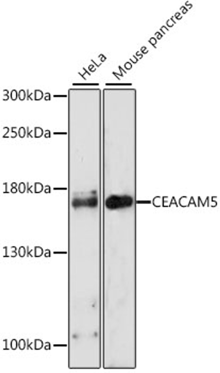 Western blot analysis of extracts of various cell lines using CEACAM5 Polyclonal Antibody at dilution of 1:1000.