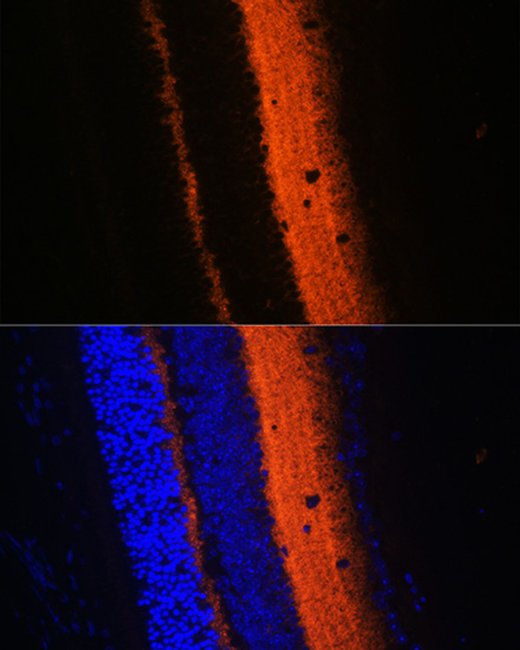 Immunofluorescence analysis of Mouse eye using SYT1 Polyclonal Antibody at dilution of  1:100 (40x lens). Blue: DAPI for nuclear staining.