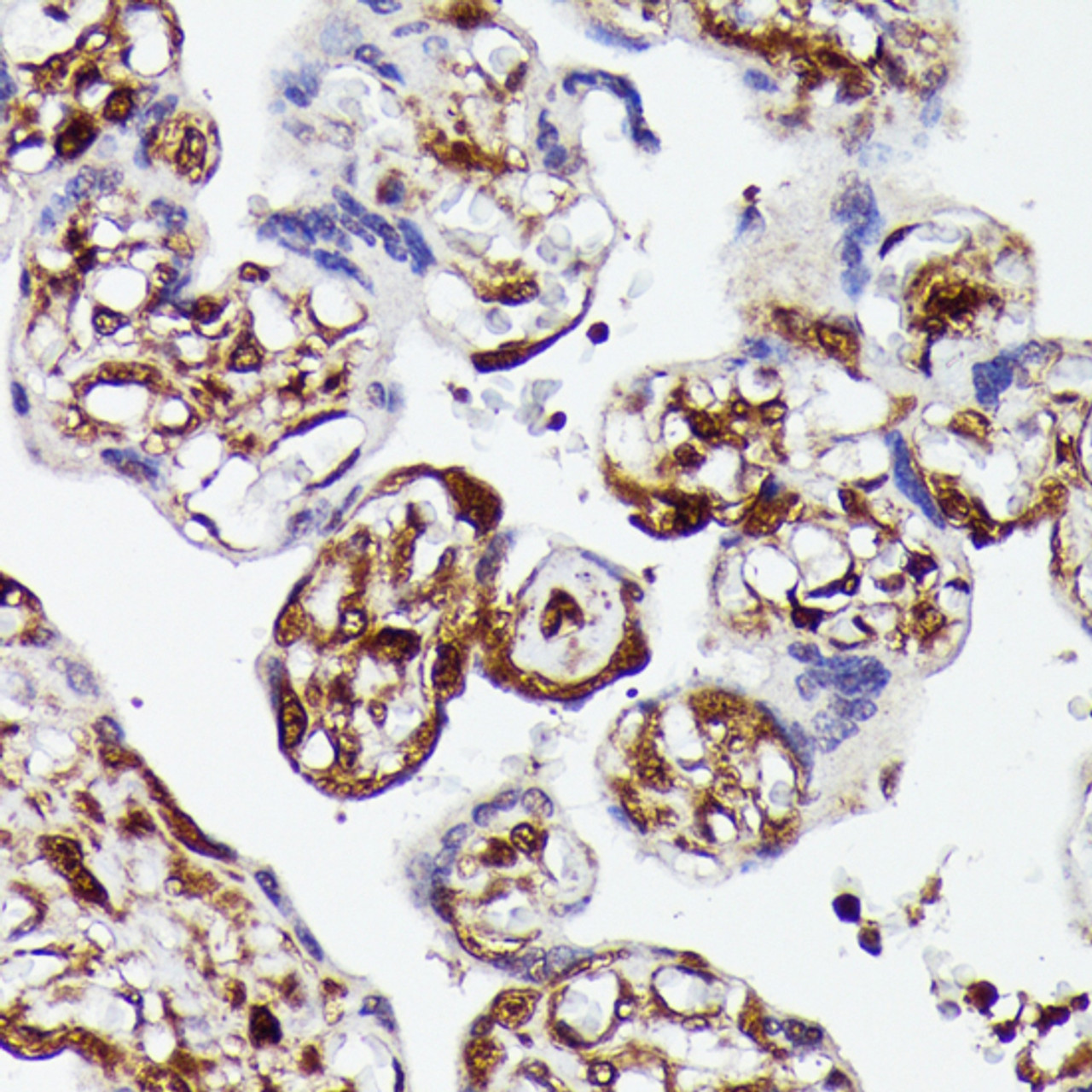 Immunohistochemistry of paraffin-embedded Human placenta using YAP1 Polyclonal Antibody at dilution of  1:100 (40x lens).