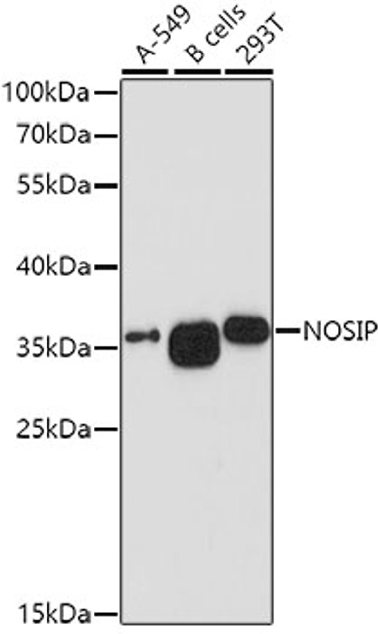 Western blot analysis of extracts of various cell lines using NOSIP Polyclonal Antibody at dilution of 1:1000.