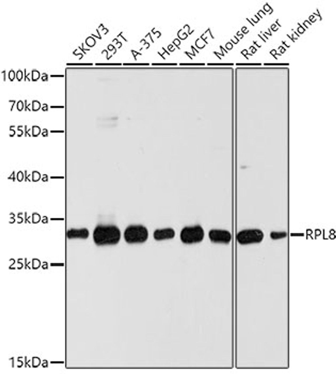 Western blot analysis of extracts of various cell lines using RPL8 Polyclonal Antibody at dilution of 1:1000.