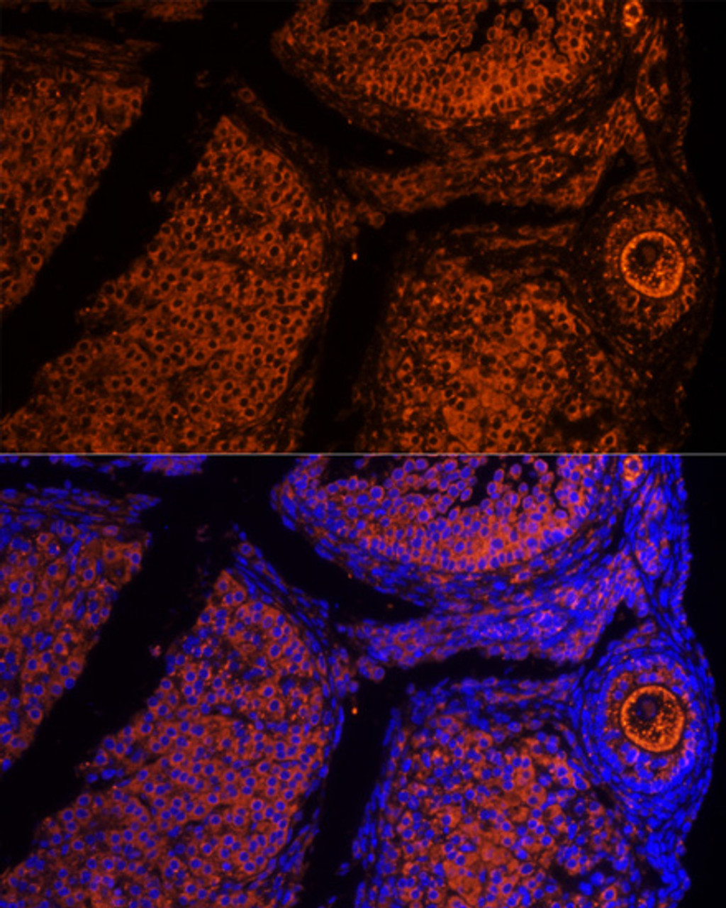 Immunofluorescence analysis of Mouse oophoroma cells using ZP2 Polyclonal Antibody at dilution of  1:100. Blue: DAPI for nuclear staining.