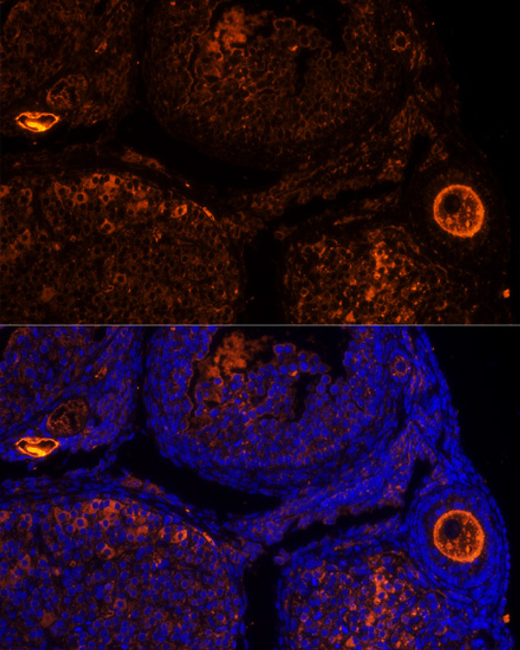 Immunofluorescence analysis of Mouse oophoroma cells using ZP2 Polyclonal Antibody at dilution of  1:100. Blue: DAPI for nuclear staining.