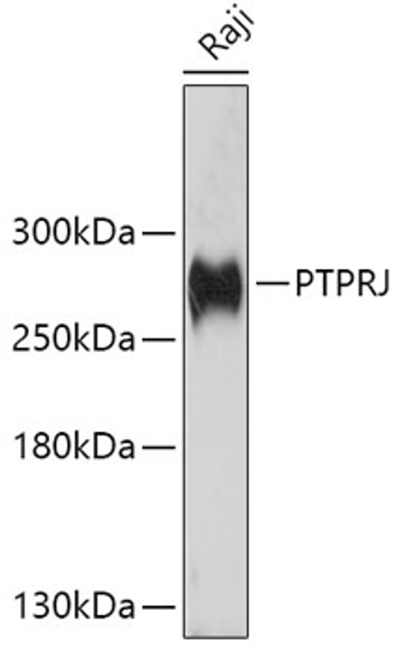 Western blot analysis of extracts of Raji cells using PTPRJ Polyclonal Antibody at dilution of 1:1000.