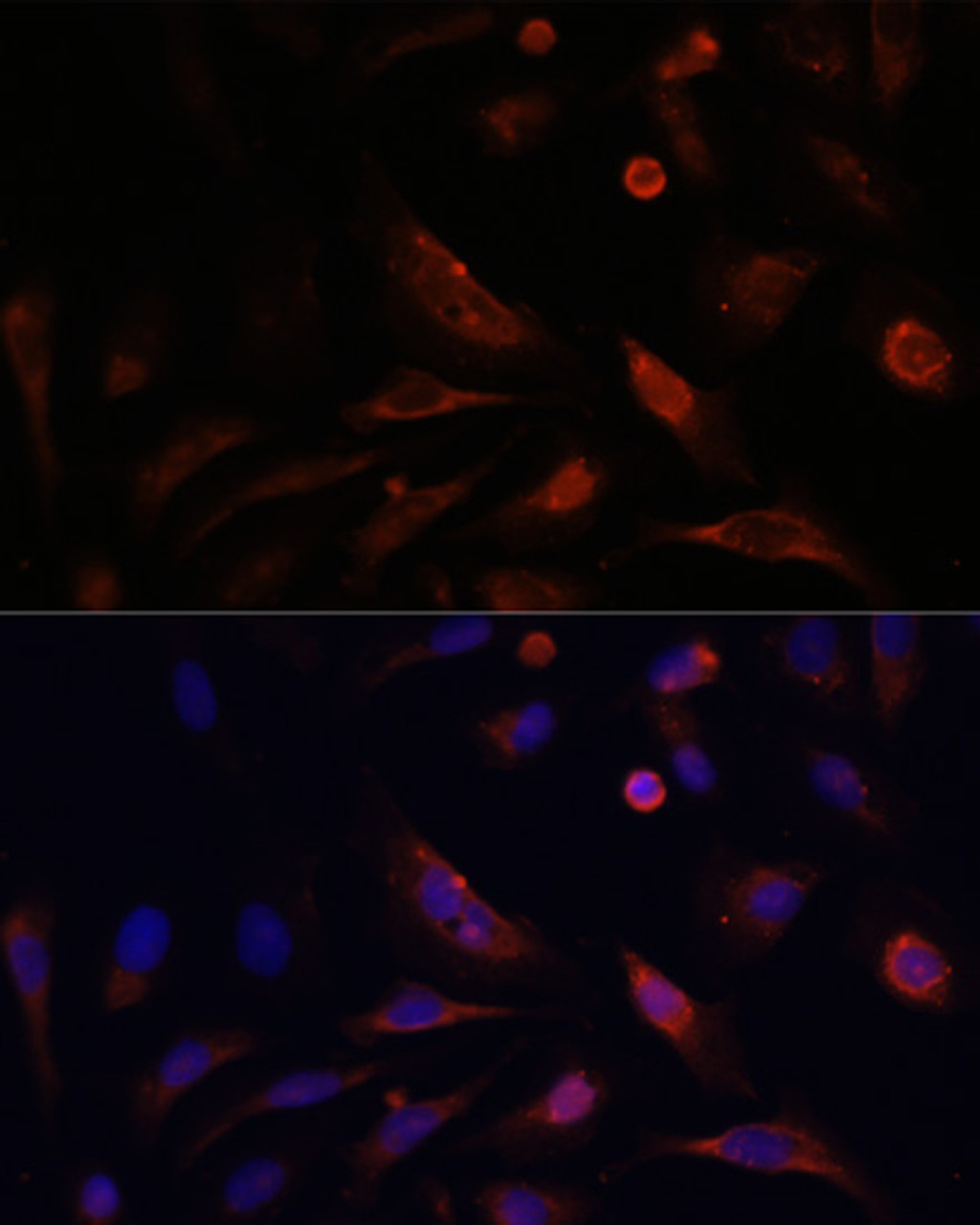 Immunofluorescence analysis of U2OS cells using CLDN5 Polyclonal Antibody at dilution of  1:100. Blue: DAPI for nuclear staining.