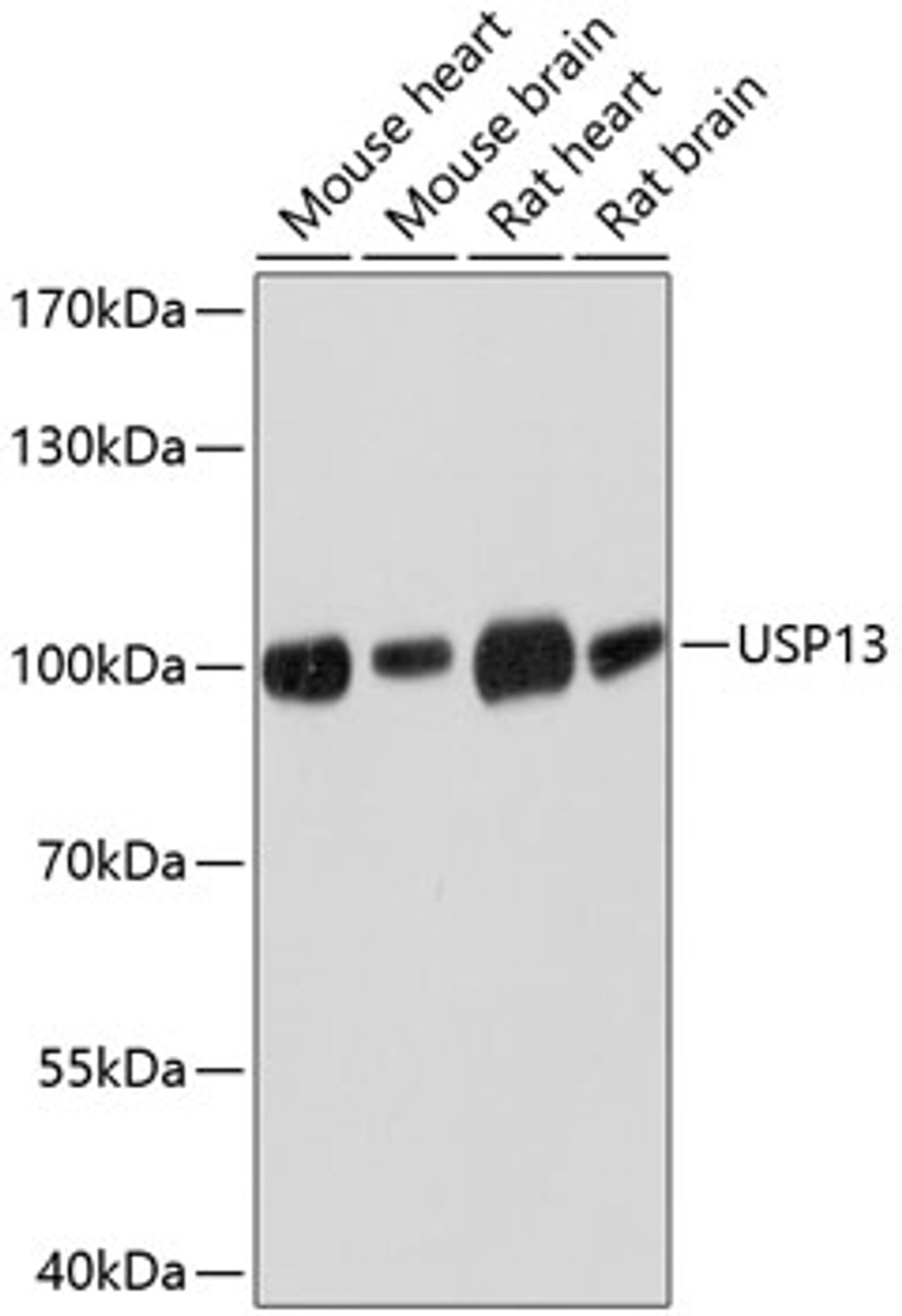 Western blot analysis of extracts of various cell lines using USP13 Polyclonal Antibody at dilution of 1:3000.