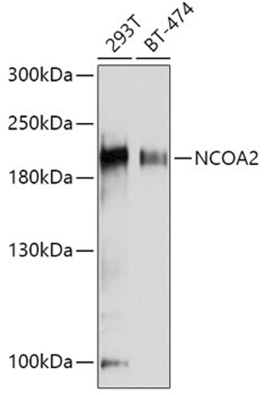 Western blot analysis of extracts of various cell lines using NCOA2 Polyclonal Antibody at dilution of 1:1000.