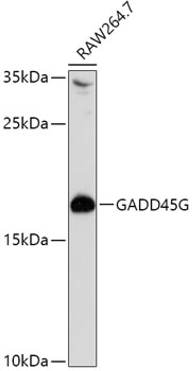 Western blot analysis of extracts of RAW264. 7 cells using GADD45G Polyclonal Antibody at dilution of 1:1000.