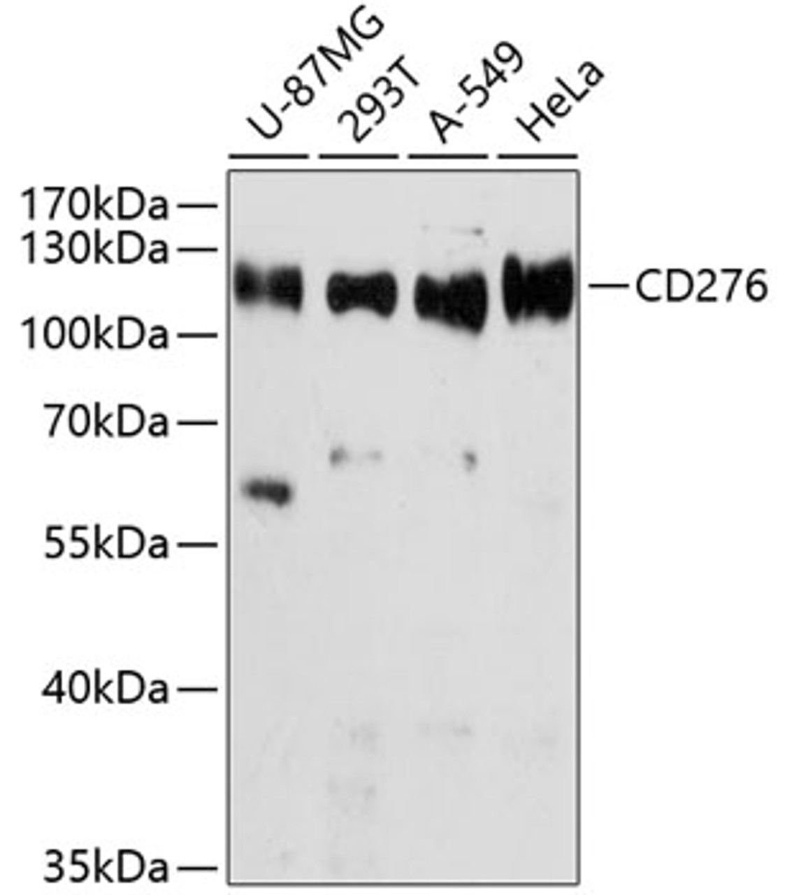 Western blot analysis of extracts of various cell lines using B7-H3/CD276 Polyclonal Antibody at dilution of 1:3000.