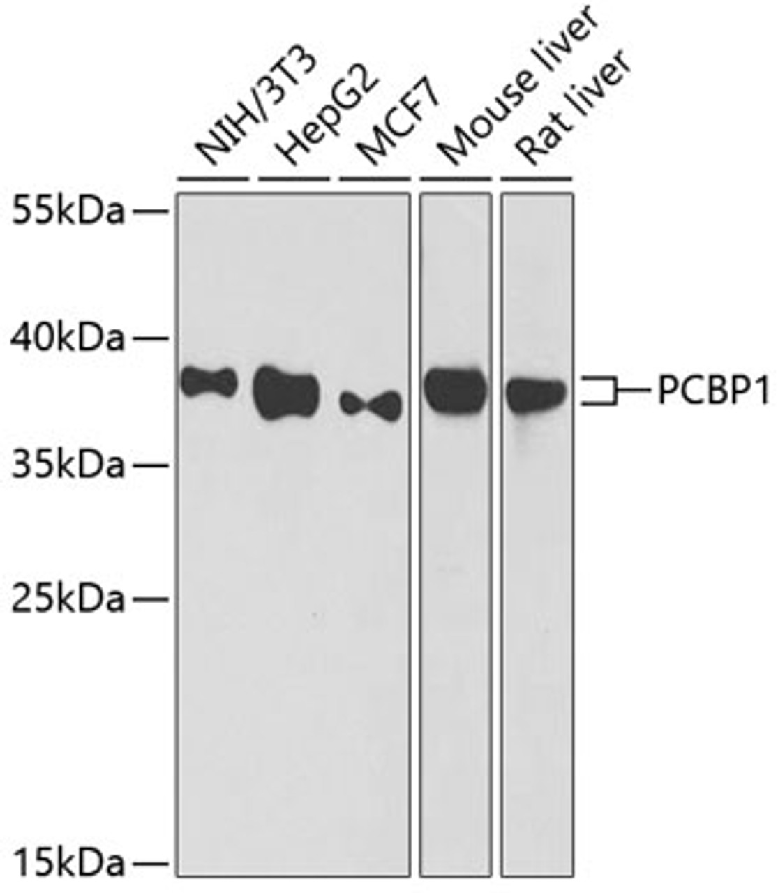 Western blot analysis of extracts of various cell lines using PCBP1 Polyclonal Antibody at dilution of 1:1000.