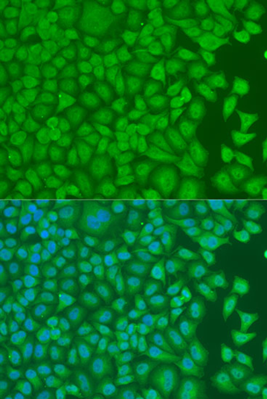 Immunofluorescence analysis of U2OS cells using PCBP1 Polyclonal Antibody at dilution of  1:100. Blue: DAPI for nuclear staining.
