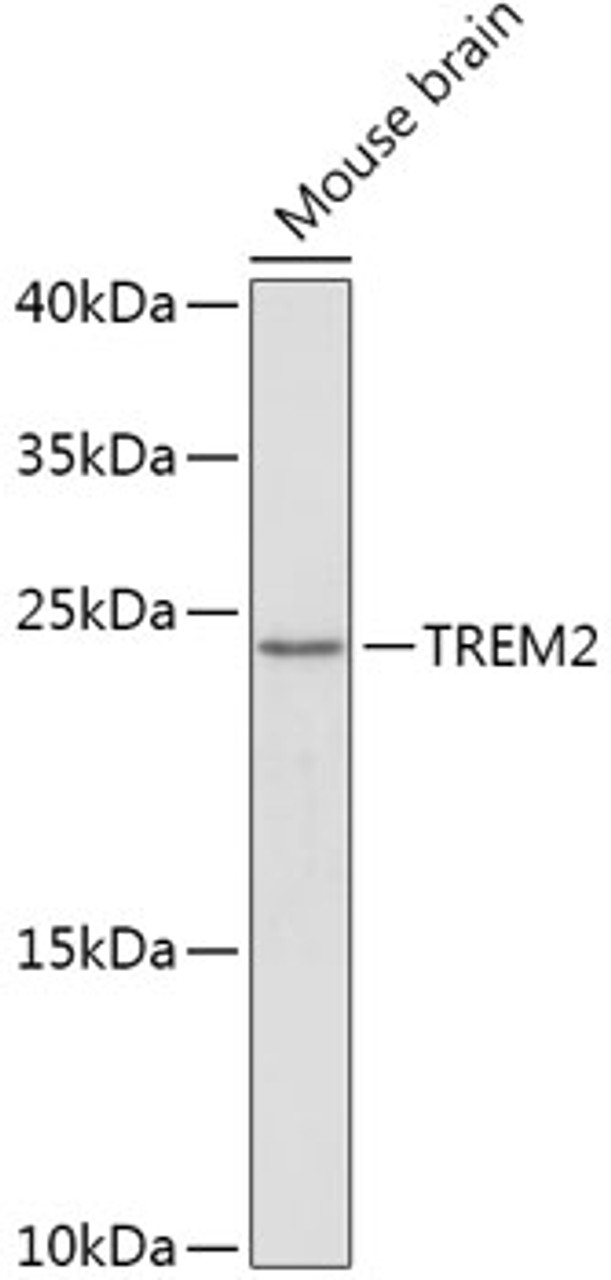 Western blot analysis of extracts of Mouse brain using TREM2 Polyclonal Antibody at dilution of 1:1000.