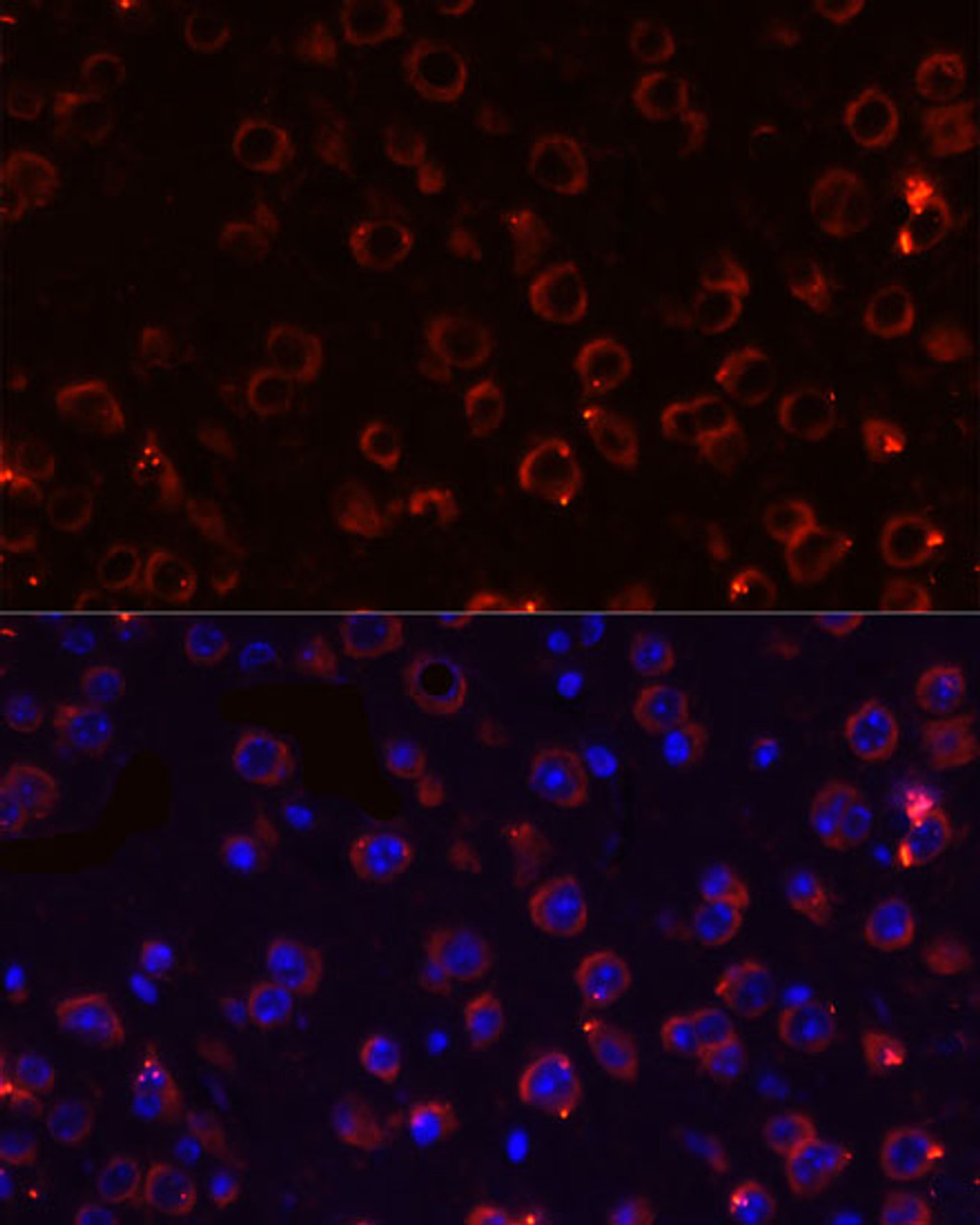 Immunofluorescence analysis of Mouse brain using MEGF10 Polyclonal Antibody at dilution of  1:100. Blue: DAPI for nuclear staining.