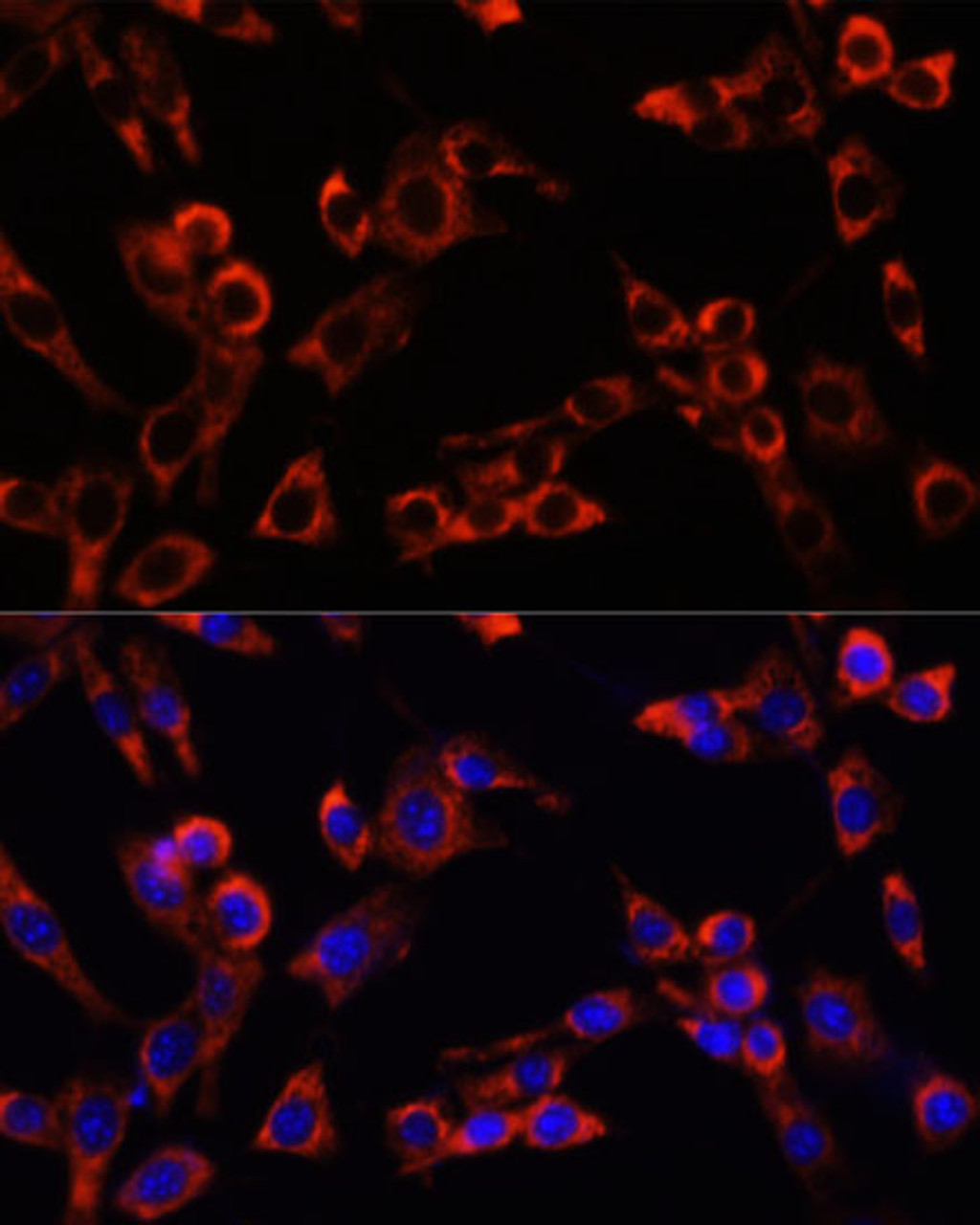 Immunofluorescence analysis of NIH/3T3 cells using LGR5 Polyclonal Antibody at dilution of  1:100. Blue: DAPI for nuclear staining.