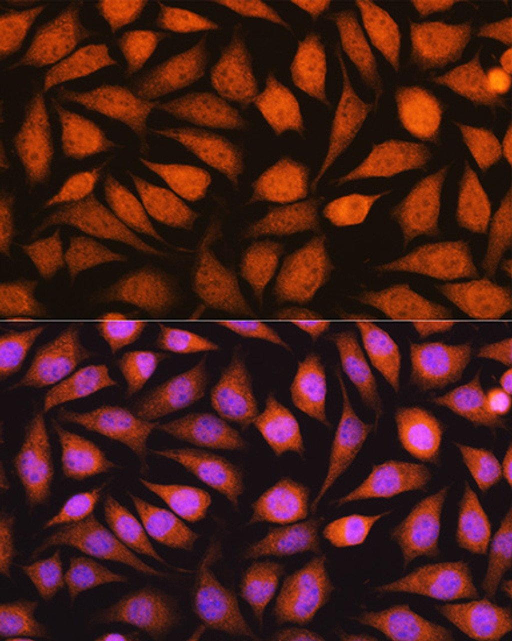 Immunofluorescence analysis of L929 cells using YWHAE Polyclonal Antibody at dilution of  1:100. Blue: DAPI for nuclear staining.