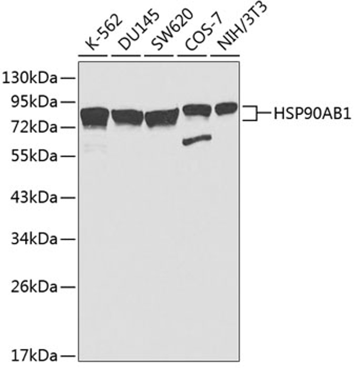Western blot analysis of extracts of various cell lines using HSP90AB1 Polyclonal Antibody at dilution of 1:1000.