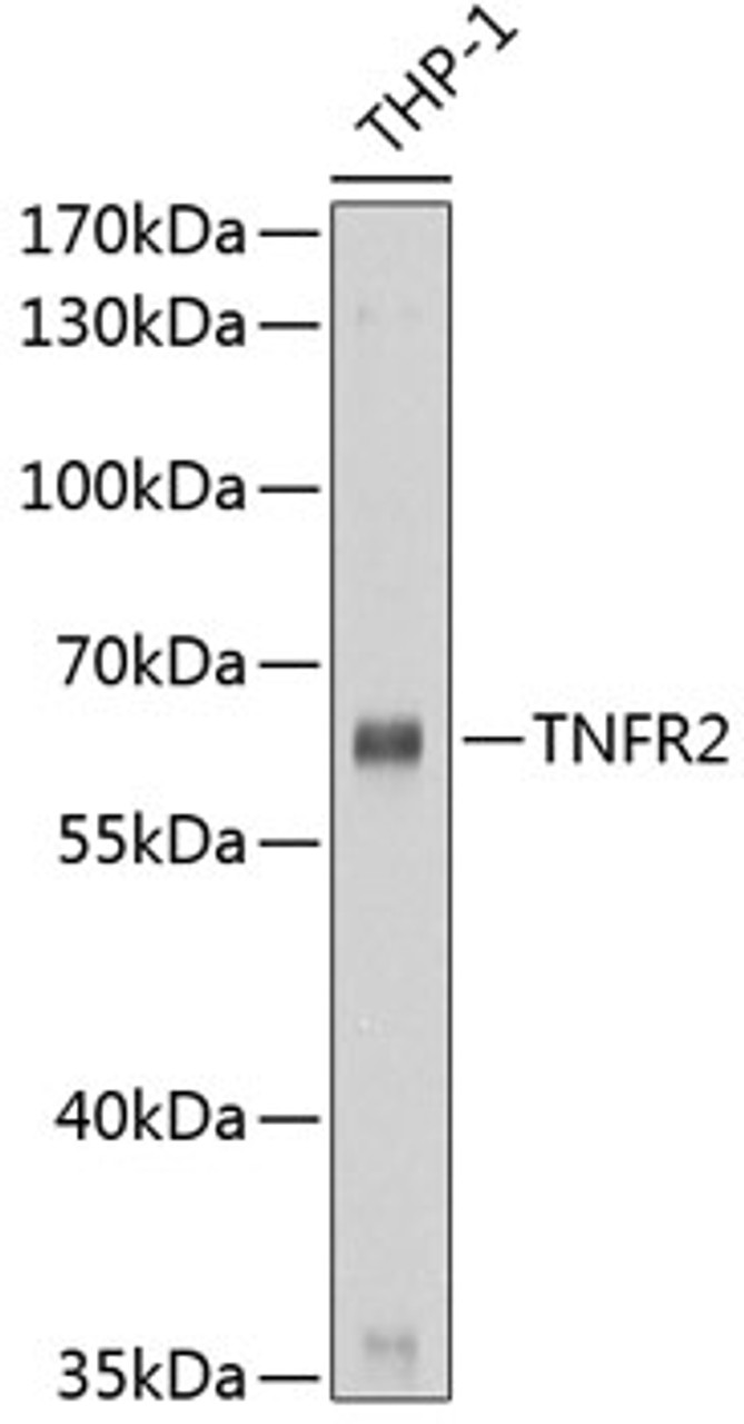 Western blot analysis of extracts of THP-1 cells using TNFR2 Polyclonal Antibody at dilution of 1:1000.