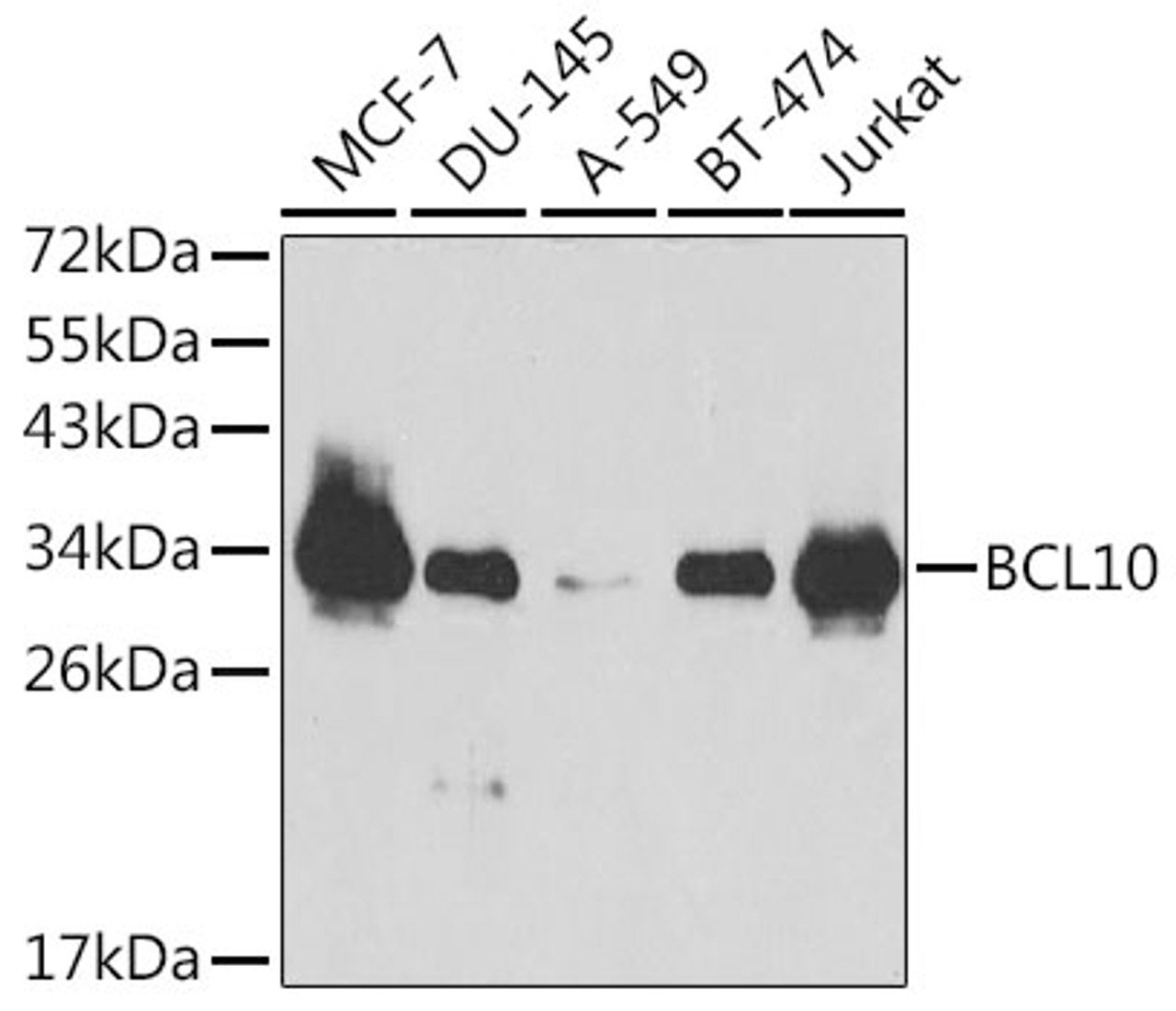Western blot analysis of extracts of various cell lines using BCL10 Polyclonal Antibody at dilution of 1:1000.
